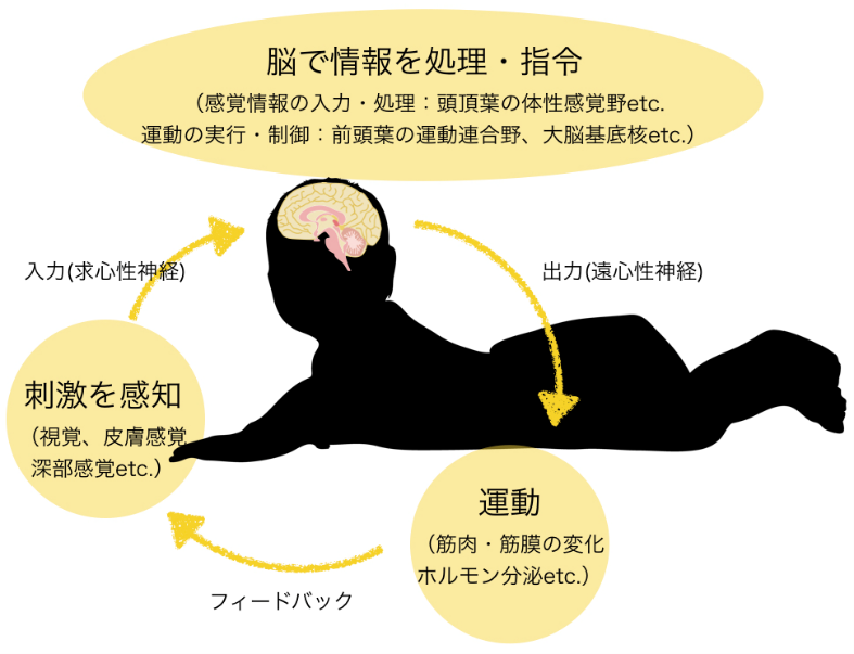 GLITTER式マッサージ®【小児障がい児の医療マッサージ】